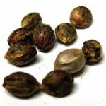 Семена марихуаны АК-47  (Seeds AK-47) в Мончегорске